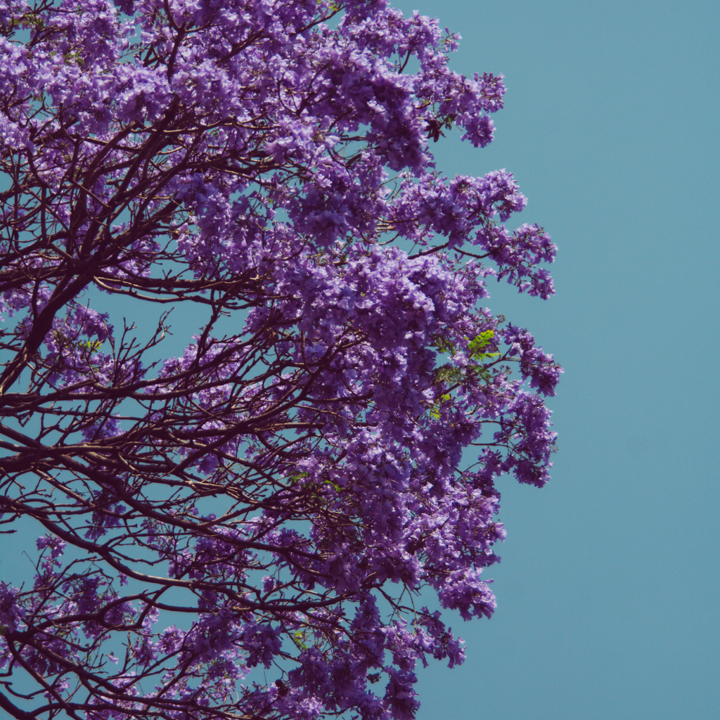 Dije Jacaranda I