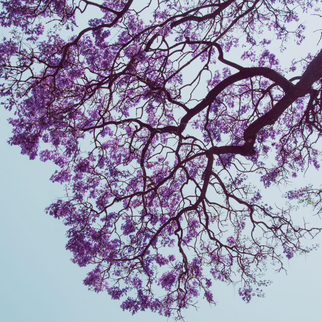 Dije Jacaranda I