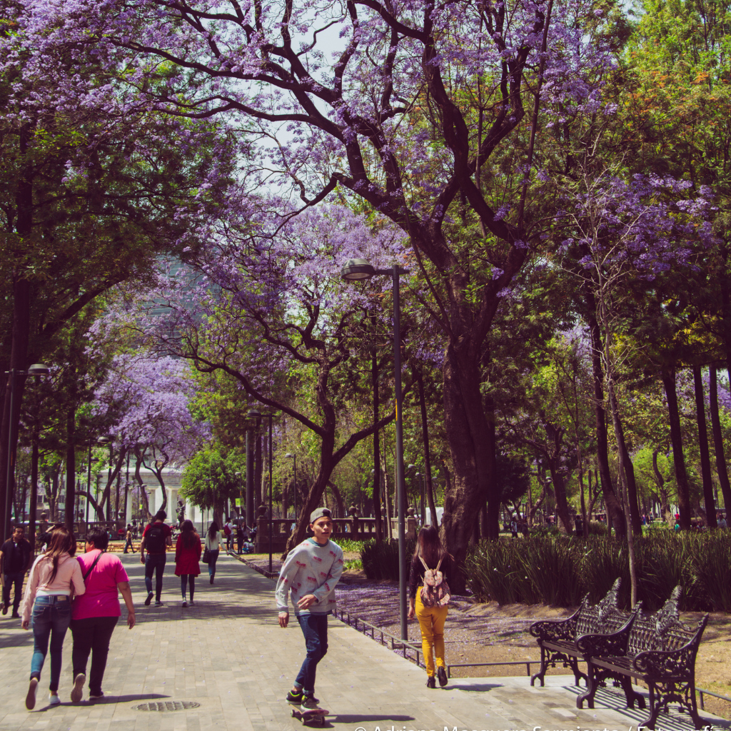 Dije Jacaranda I