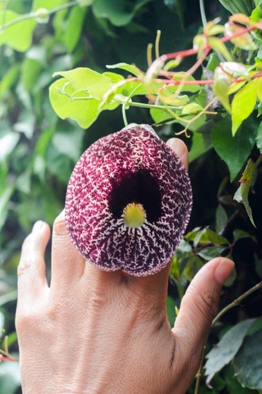 Maxi Anillo Flor Aristolochia - La flor del Nacimiento