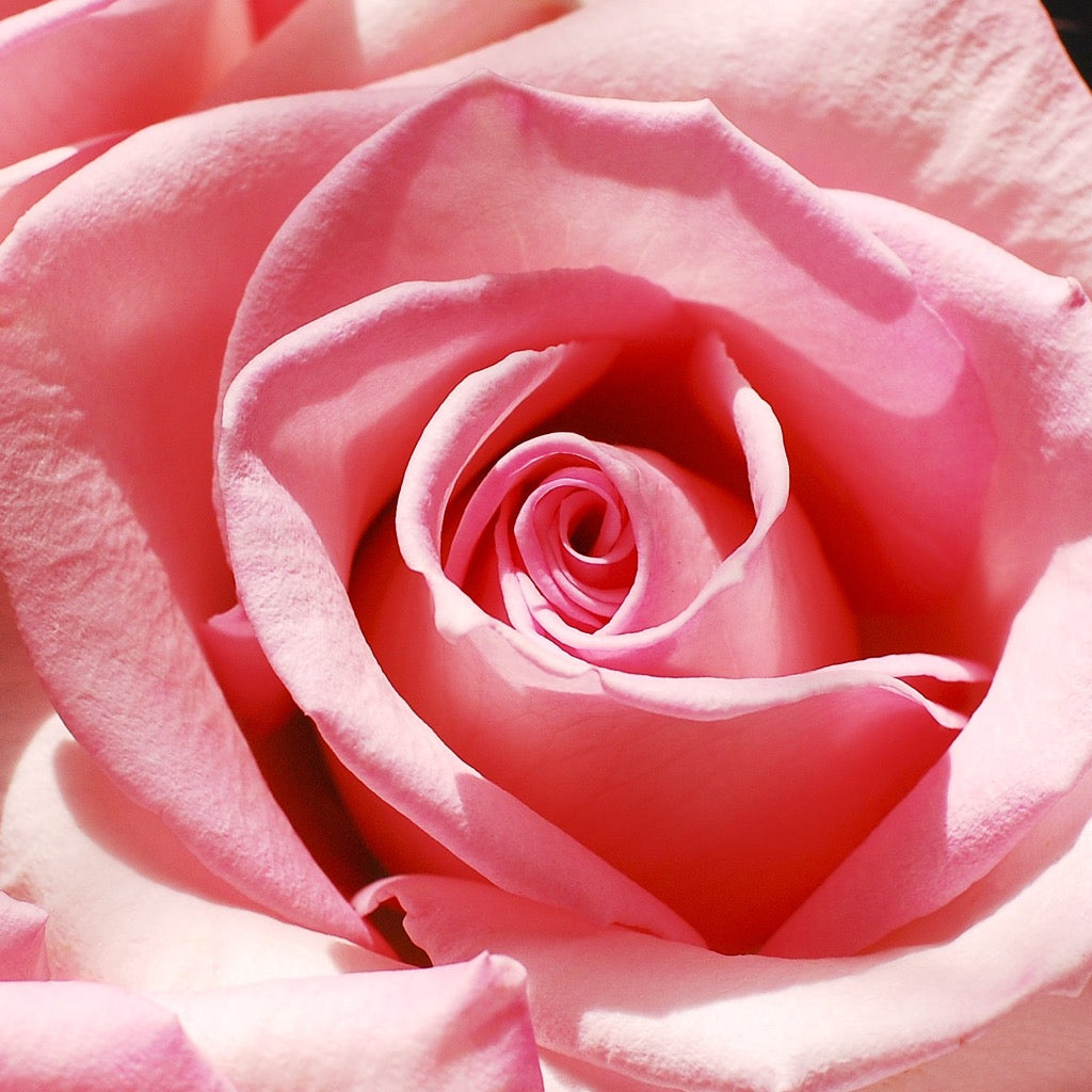 Anillo Rosas SOPHIE