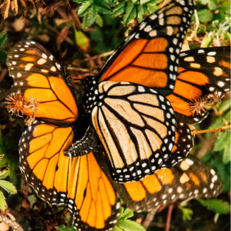 Aretes Ovalados de Acrílico con Mariposa Monarca